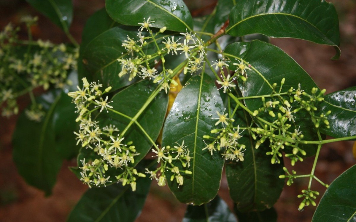 Acronychia pedunculata (L.) Miq.